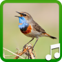 icon Bird Calls and Sounds for Sony Xperia XZ1 Compact