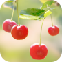 icon Sweet Cherry