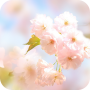 icon Sakura Flower