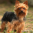 icon Yorkshire Terriers Jigsaw Puzzle 1.0