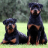 icon Rottweilers Jigsaw Puzzle 1.0
