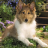 icon Collies Dog Jigsaw Puzzle 1.0