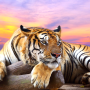 icon Tiger Live Wallpaper