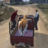 icon Animal Cargo Truck Transport 3.3