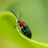 icon Insect identifier 1.9