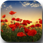 icon Sunset over a field of poppies for iball Slide Cuboid