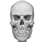 icon Human skeleton Anatomy 3.41