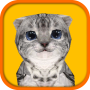 icon Cat Simulator HD for Samsung S5830 Galaxy Ace