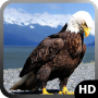 icon Eagle Wallpaper for Samsung S5830 Galaxy Ace