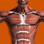 icon Muscular System 3D (anatomy)