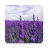 icon Lavender 1.1.5