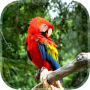 icon Parrot Live Wallpaper for Sony Xperia XZ1 Compact