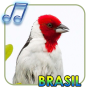 icon Pássaros Do Brasil