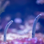 icon Garden Eel Pet for Samsung Galaxy Note 10 1