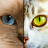 icon Two Cats 1.0