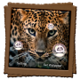 icon Leopard Live Wallpaper for iball Slide Cuboid
