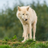 icon Wolf Wallpaper 2.3