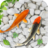 icon Fish Live Wallpaper 2021 2.8