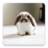 icon Rabbit Wallpapers 4.0