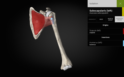 Anatomyka - 3D Anatomy Atlas