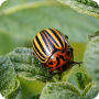 icon Insect pests