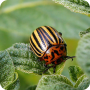icon Insect pests for Samsung Galaxy Note 10 1