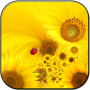 icon Sunflower lwp for iball Slide Cuboid
