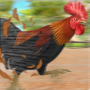 icon Farm ChickenRoaster Racing