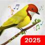 icon Birds Sounds & Birds Ringtones