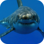 icon White Shark HD Video Wallpaper