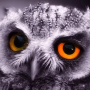 icon little owl wallpaper for Huawei MediaPad M3 Lite 10