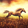 icon Horse Pictures Live Wallpaper for Samsung Galaxy J2 DTV
