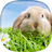 icon Rabbit Live Wallpaper 2.0