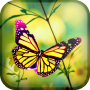 icon ButterFly Live Wallpaper