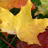 icon Autumn Wallpapers 1.3.4