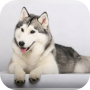 icon Husky licks glass Video LWP for Samsung Galaxy Grand Duos(GT-I9082)